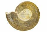 Toarcian Ammonite (Harpoceras) Fossil - France #301636-1